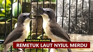 Suara Asli Burung Sulingan Mini / Remetuk laut GACOR | Untuk MASTERAN Tledekan BAKAU Gunung & SRDC
