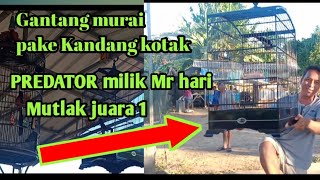 Gantang murai batu pake Kandang kotak, PREDATOR besutan Mr hari mutlak juara 1