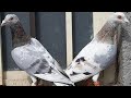 Mosaic racing pigeons, Iran👑💣 Спортивные голуби, Иран
