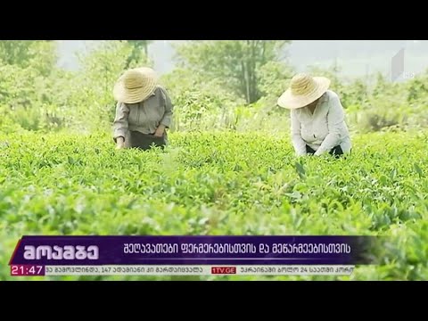 შეღავათები ფერმერებისვის და მეწარმეებისთვის