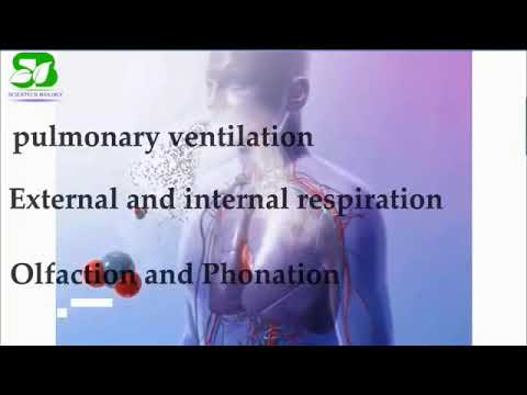 Anatomy and Physiology of the Respiratory system - YouTube