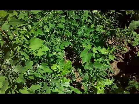 camera iphone 8 plus apk Lots of buzzing