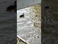 Mamá pato y patito
