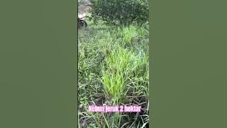 Mamuju utara daerah jeruk nipis #exploretoraja #youtube