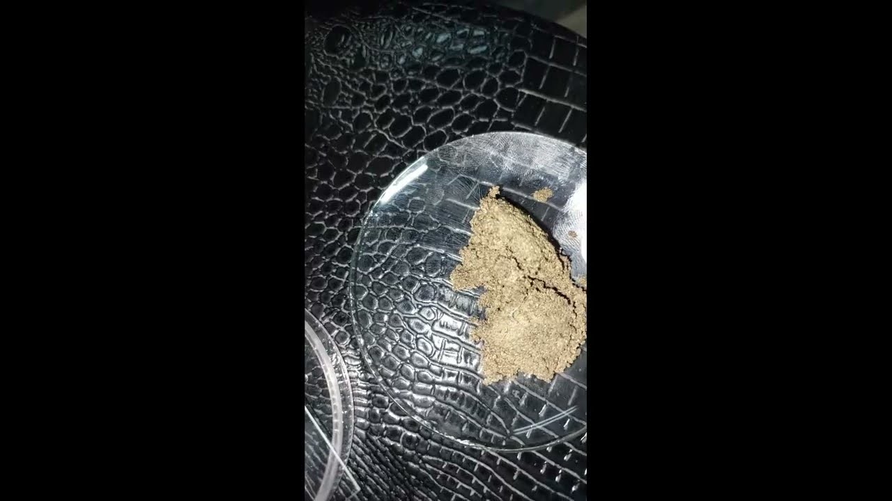 EXPLORING GARDEN SAND UNDER THE MICROSCOPE | MICROSCOPY OF GARDEN SAND