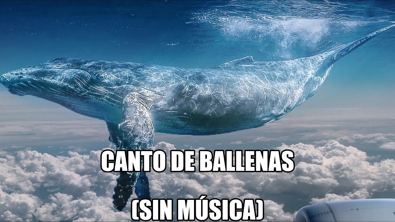 CANTO DE BALLENAS 🐳 Y DELFINES 🐬 SIN MÚSICA │ SONIDOS SÚPER RELAJANTES PARA DORMIR 😴 │WHALES SINGING