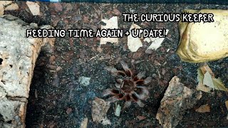Tarantula Feeding Update