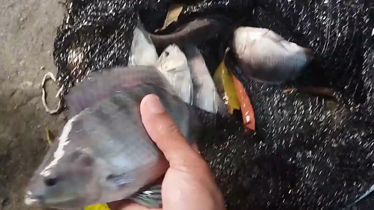 Qual o peso das tilápias após cinco meses.