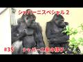 Shabani special 2 【東山動物園ゴリラ】 Shabani family #35