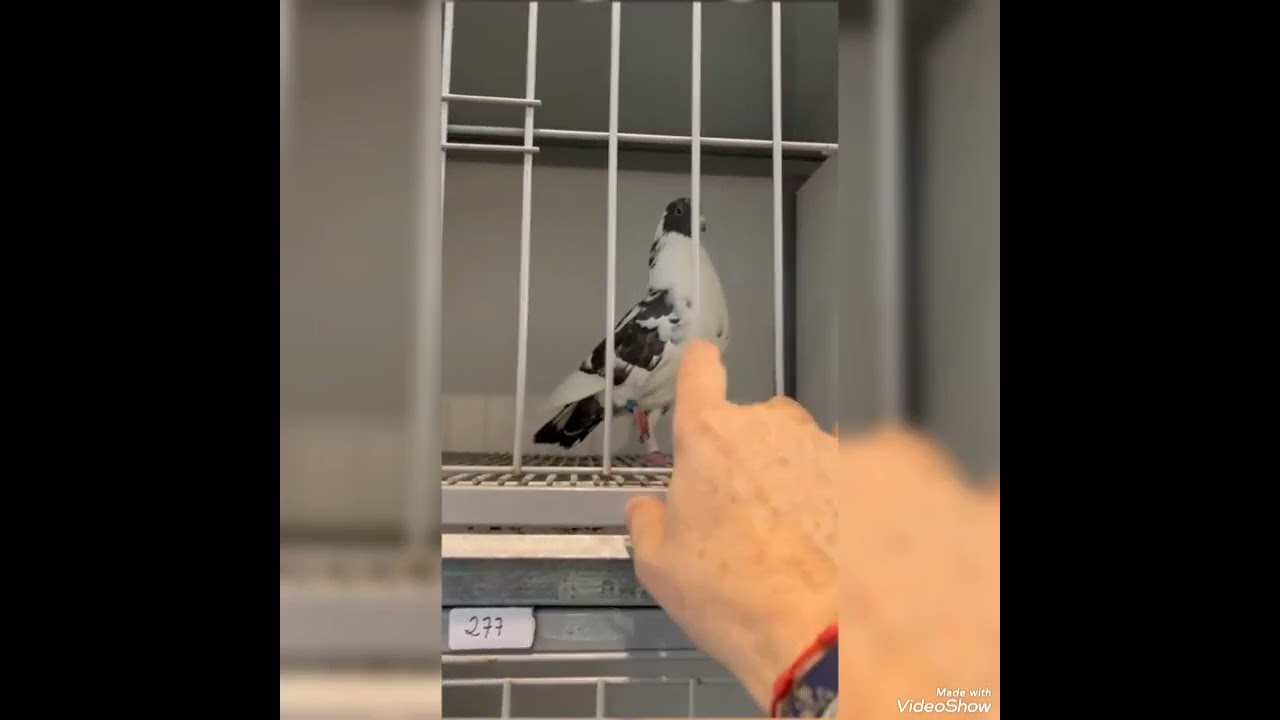 Roberto nos muestra los Moroncelos del Regional de Extremadura de pichones