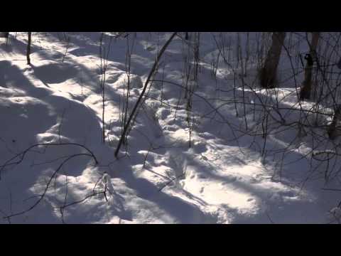 Video: Šernų Medžioklė žiemą: Ypatybės