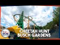 CHEETAH HUNT, a montanha-russa de múltiplos lançamentos do BUSCH GARDENS TAMPA (onride) | Hapfun