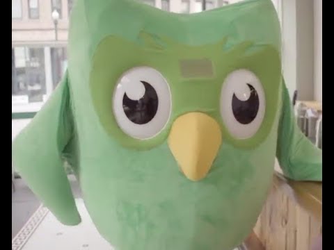 duolingo stuffed owl