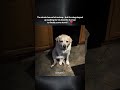 We don’t deserve dogs😭 #core #hopecore #dogs #love #loyalty