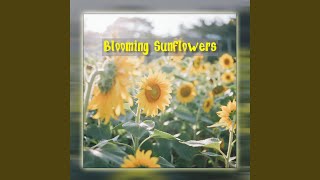 Blooming Sunflowers