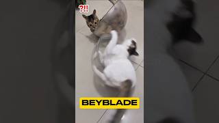 Tonton Sampai Habis 😂😂 #cat #kucinglucu #kucing #shorts #games