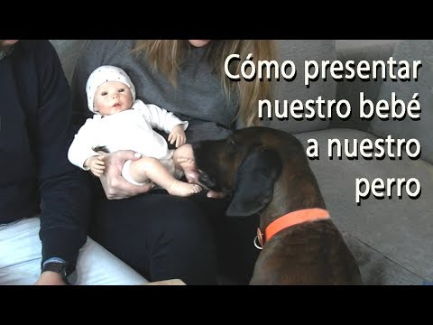 Video: Cómo Presentarle A Su Perro A Su Nuevo Bebé