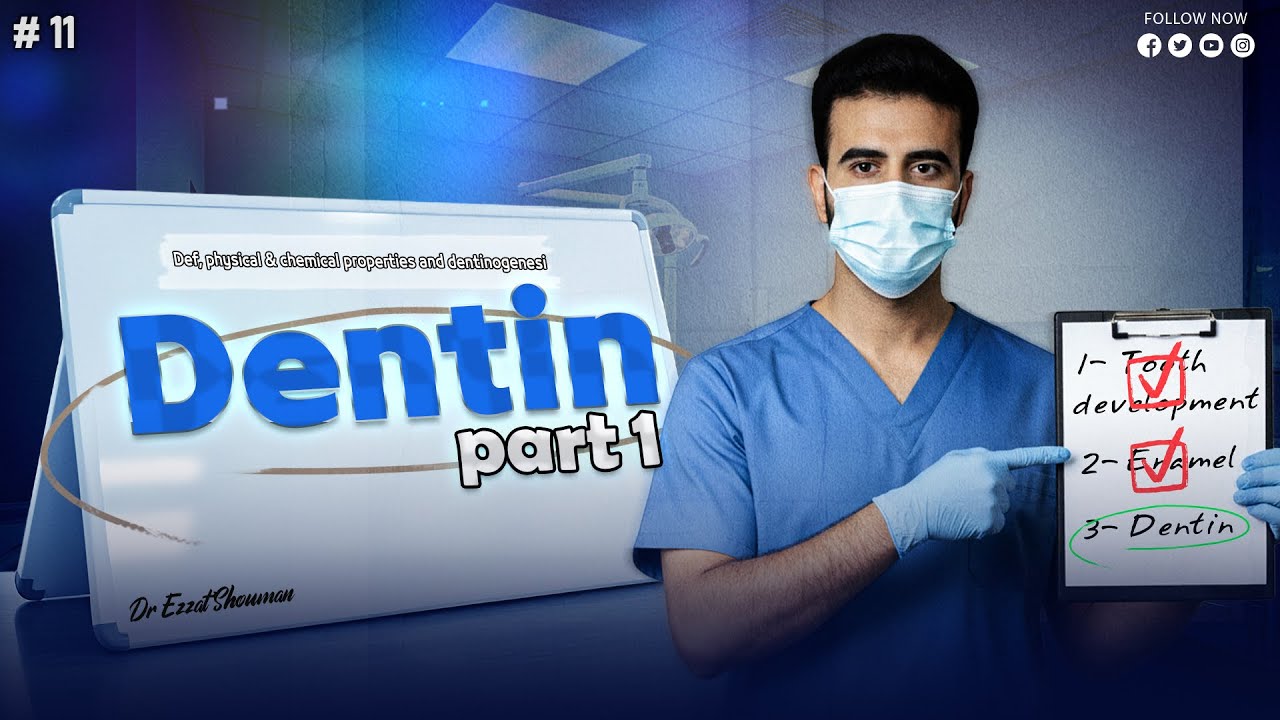 Dentin 1 _ Def, physical & chemical properties and dentinogenesis || oral histology