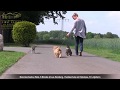 Bolonka Zwetna Erziehung ✅ Video nach der Hundeschule