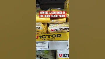 Victor Is The Rescue Maneko Gone Mice On The Move Florgenargue Maneko Victormousetrap 