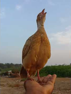 صفرد باكستاني أليف ومدرب