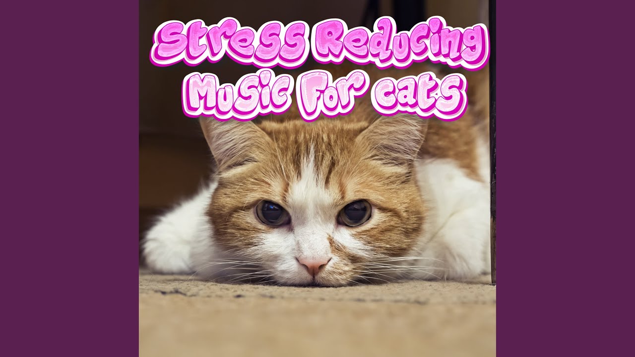 Visual Reference: Separation Anxiety For Kittens