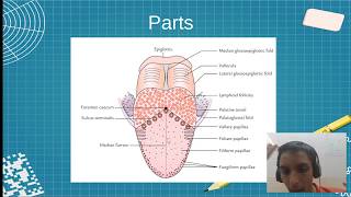 MBBS AN39.1 AN39.2 Tongue & Hypoglossal Lesion Anatomy | Sudharshan PB