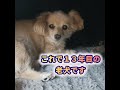 「【ペットにとってのほっこり空間!🐾】~3匹の犬猫がこたつで作る究極のほっこり空間~」 #ペット #日常#ほっこり空間
