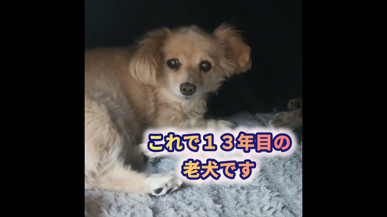 「【ペットにとってのほっこり空間!🐾】~3匹の犬猫がこたつで作る究極のほっこり空間~」 #ペット #日常#ほっこり空間