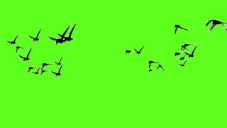 Birds flying green screen. NO COPYRIGHT.green screen birds. green screen birds flying effect. #birds