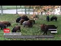 У Херсонській області кабани облюбували місцевий парк– свинячі прогулянки фільмують перехожі