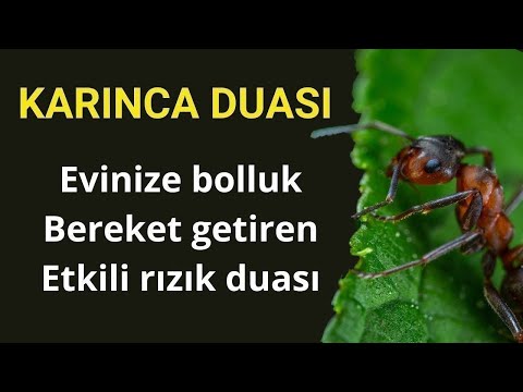 Karınca duası dinle Bereket Rızık duası dinle ( Evinize Bol Rızık için KARINCA DUASI )