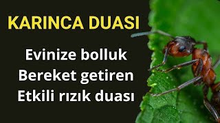 Karınca duası dinle Bereket Rızık duası dinle ( Evinize Bol Rızık için KARINCA DUASI )