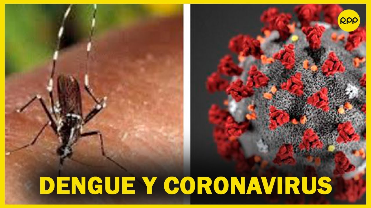 Se puede tener dengue y coronavirus al mismo tiempo? Médico infectólogo responde - YouTube