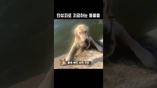 만성피로 치료하는 동물들