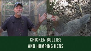 Chicken Bullies and Humping Hens