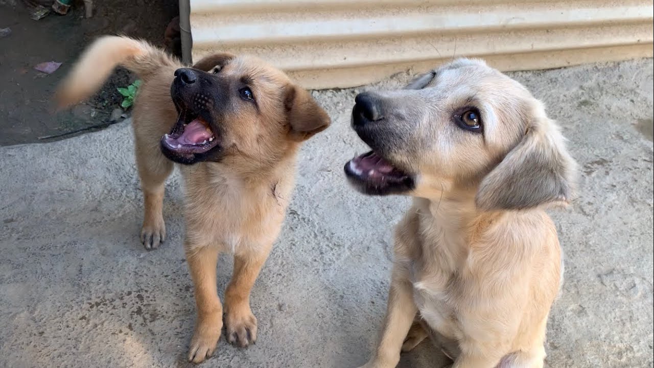 2匹の子犬が一緒にクッキーを食べる姿がかわいい（後の保護犬）！Two little stray dogs
