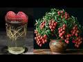 Easily grow litchi seedlings from raw litchi using the hydroponic method using garlic hormone.