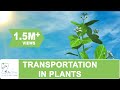 Plant Transportation: Unraveling the Journey of Water and Nutrients