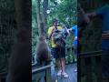 Обезьянка отбирает рюкзак у туриста #bali #monkey #бали