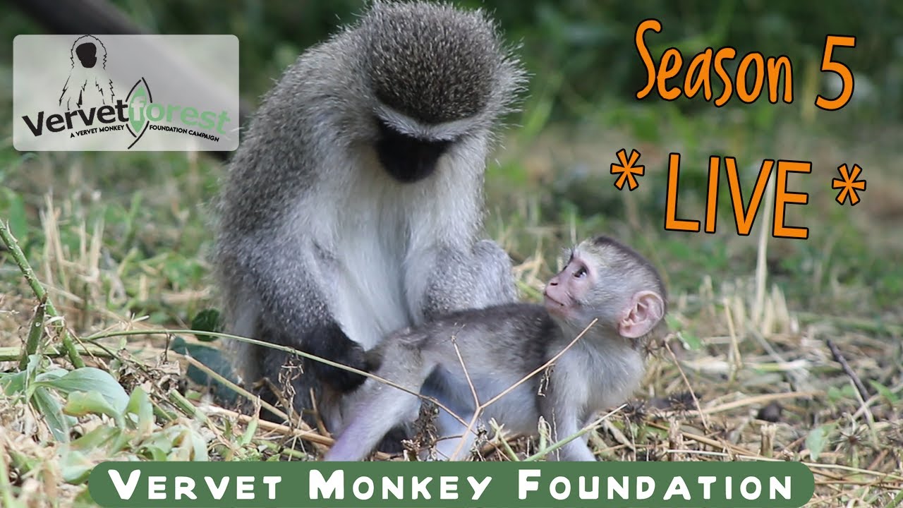 Vervet Monkey  African Wildlife Foundation