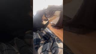 Shes Special #australiankelpie #puppylife