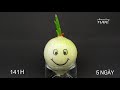 Growing Onion Time lapse