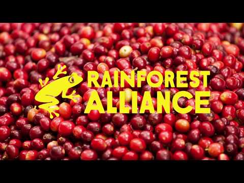 Rainforest Alliance Logo Evolution