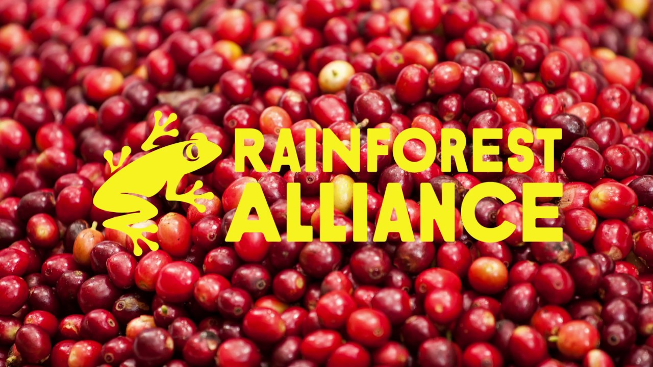 Rainforest Alliance Logo Evolution