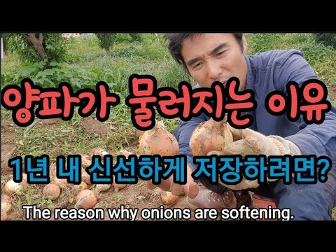 양파 마늘 1년 내내 싱싱하게 저장하는 방법 The reason why onions are softening.