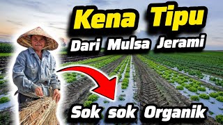 ‼️Jangan Sok Sok Organik‼️Bahaya & Kerugian Menggunakan Mulsa Jerami Padi Rumput ⛔ Mulsa Plastik ✅✔️