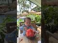 Poppy saying &quot;more steak&quot; i cannot haha # family #Vlog #kauai #hotelhanaleibay #hawaii