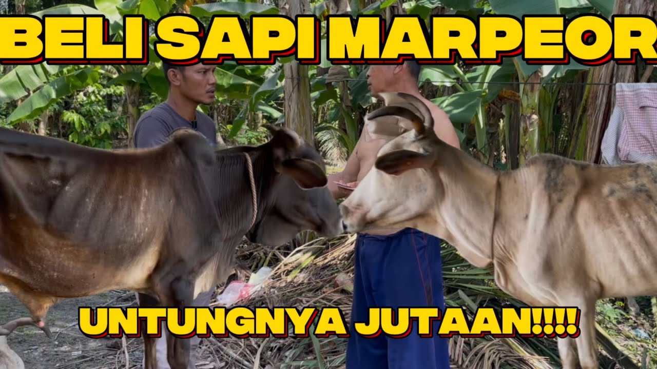 BELI SAPI MARPEOR UNTUNGNYA JUTAAN!!!! Pembelian sapi marpeor daan cara penanganan awalnya