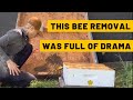 This bee removal was full of drama